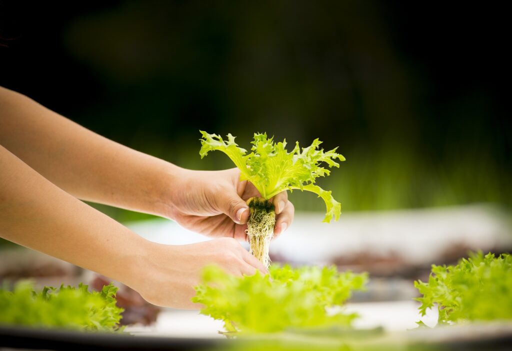 Hydroponic Urban Farming