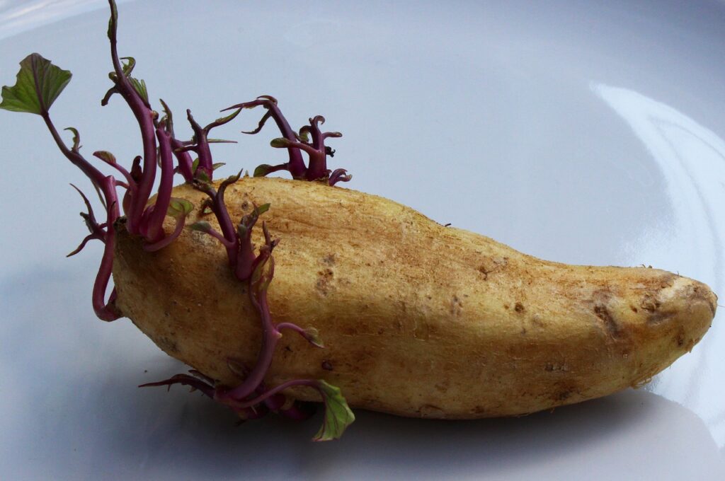 Plant a Sprouted Sweet Potato