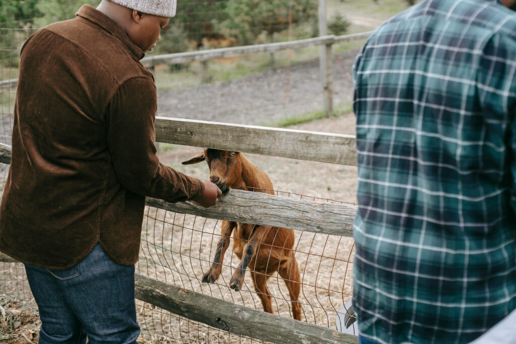 Raising Goats for Beginners