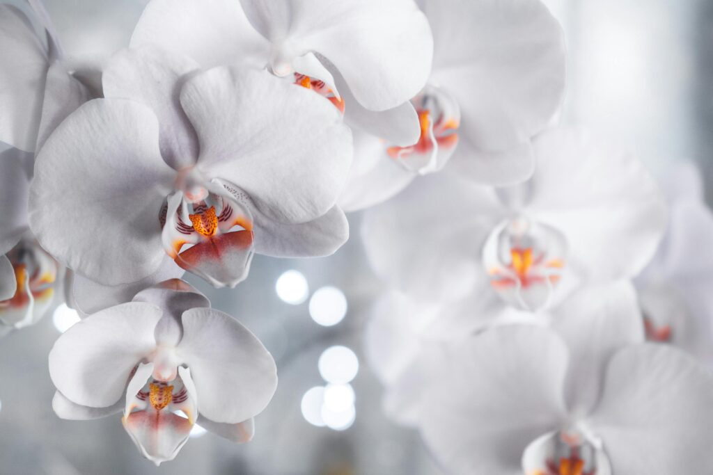 Watering Orchids with Ice Cubes