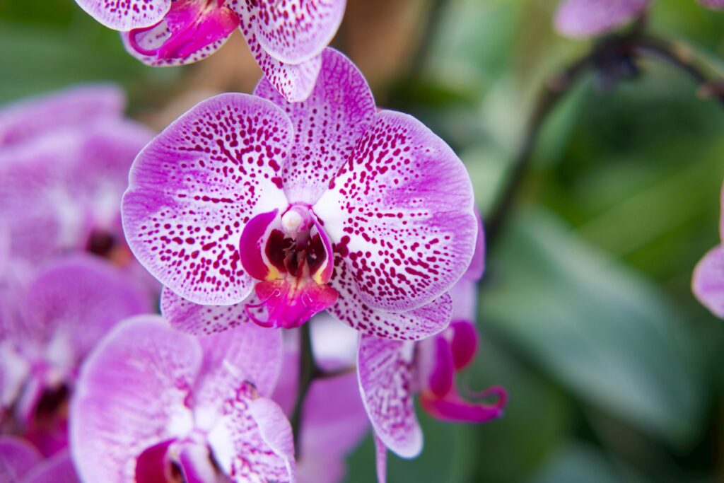 Watering Orchids with Ice Cubes