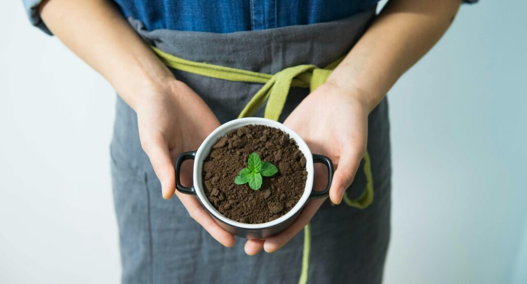 Grow Mint Indoors