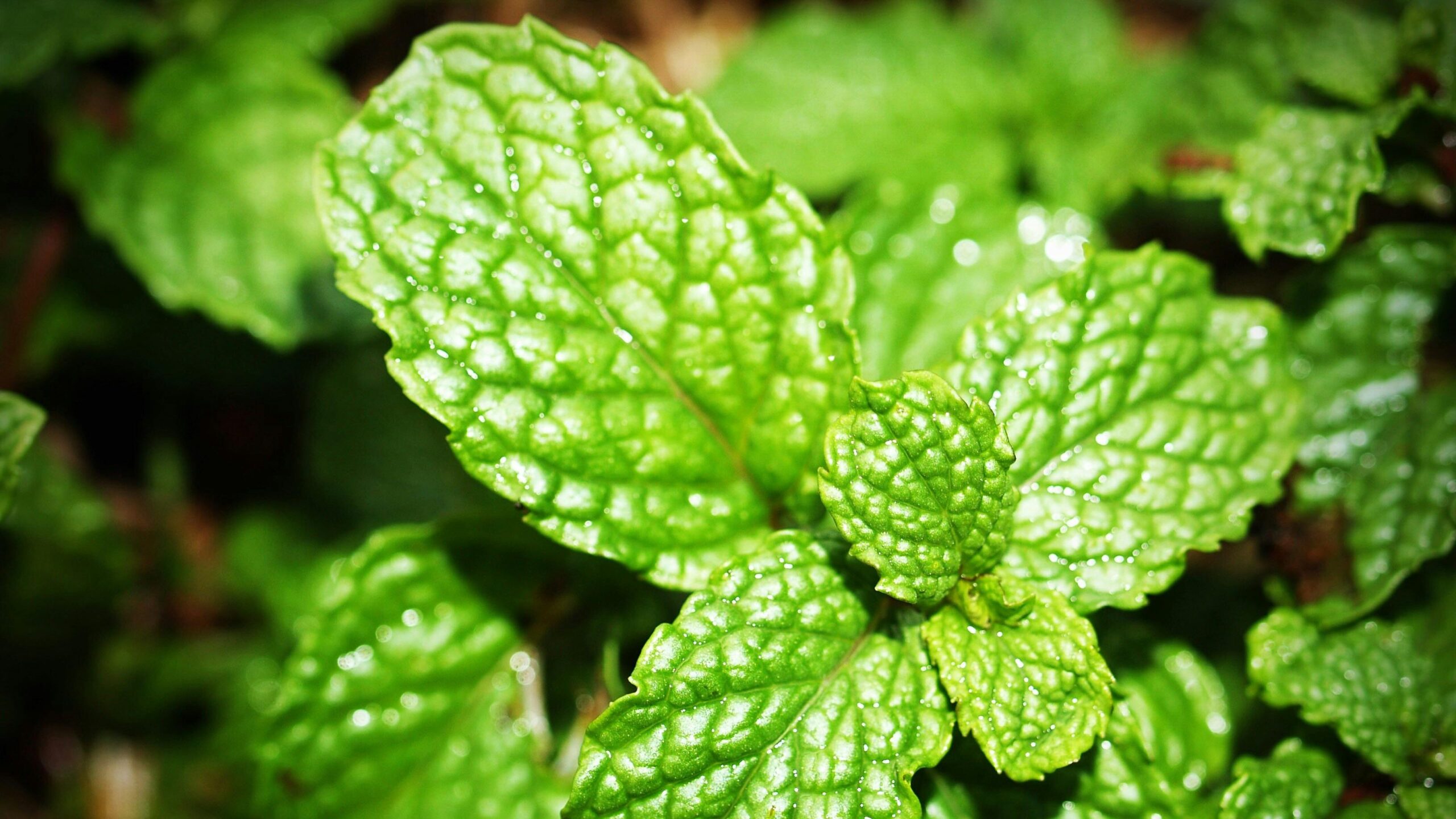 Grow Mint Indoors