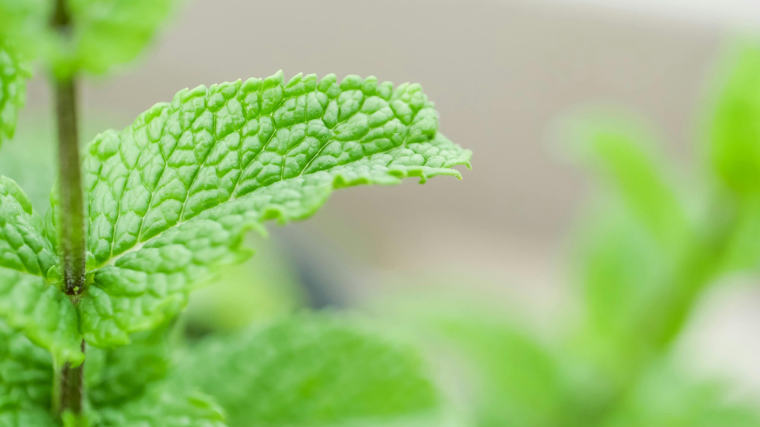 Grow Mint Indoors