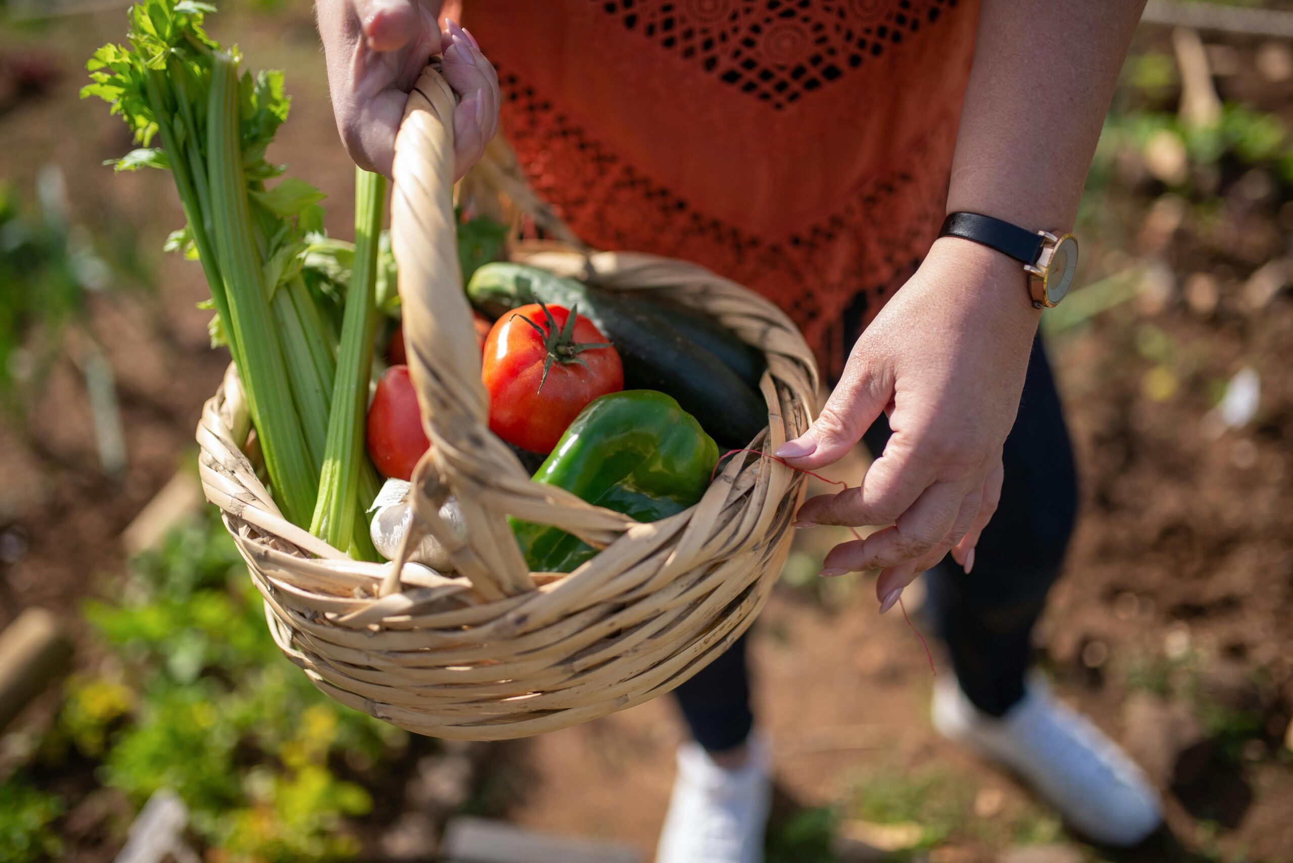 How to Grow Celery from Stalk