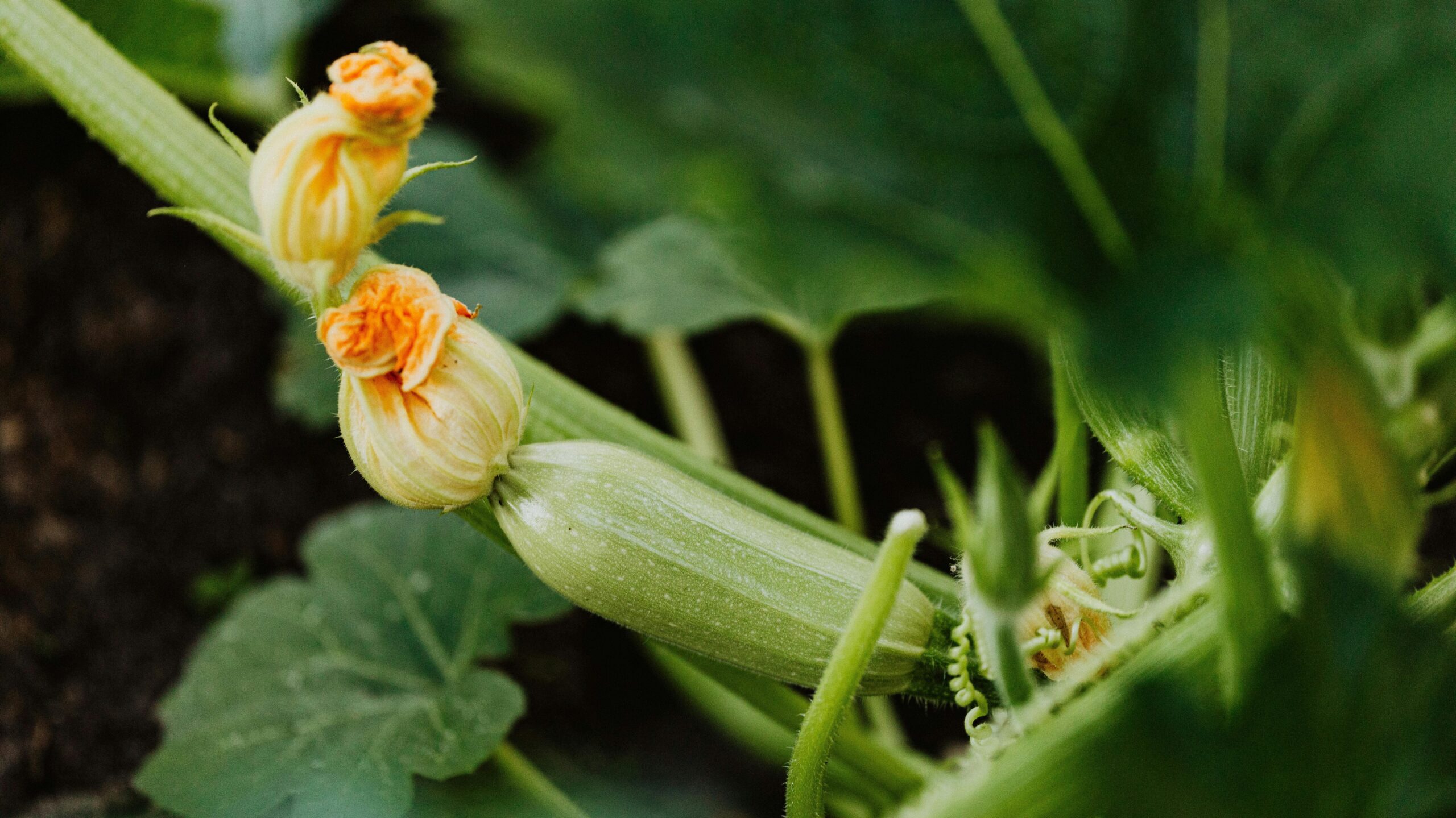 Plant Zucchini Seeds