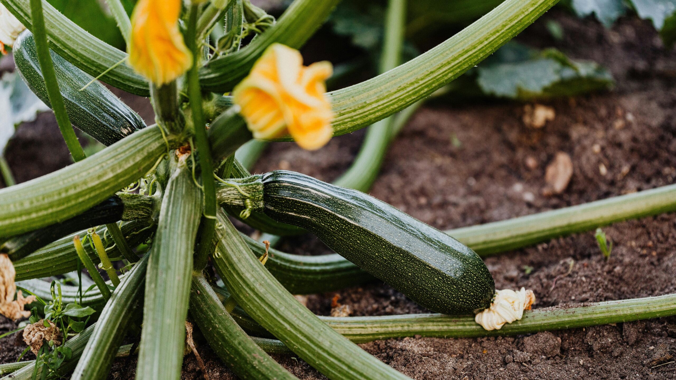 Plant Zucchini Seeds