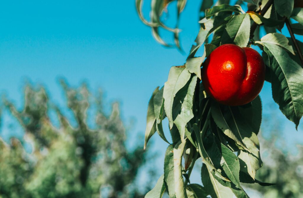 White Nectarine