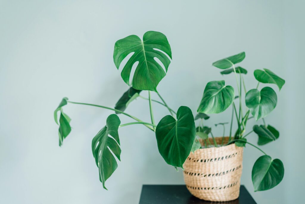 Thai Constellation Monstera