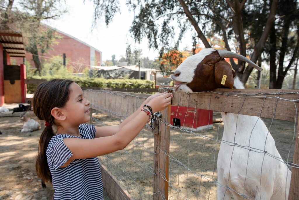 Raising Goats for Beginners