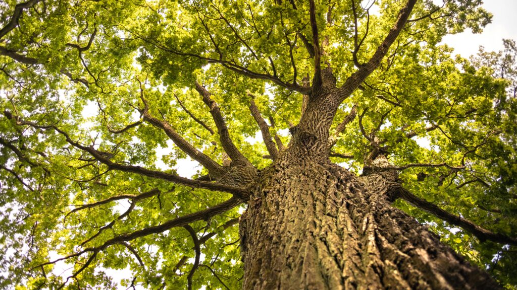 How to Plant an Acorn