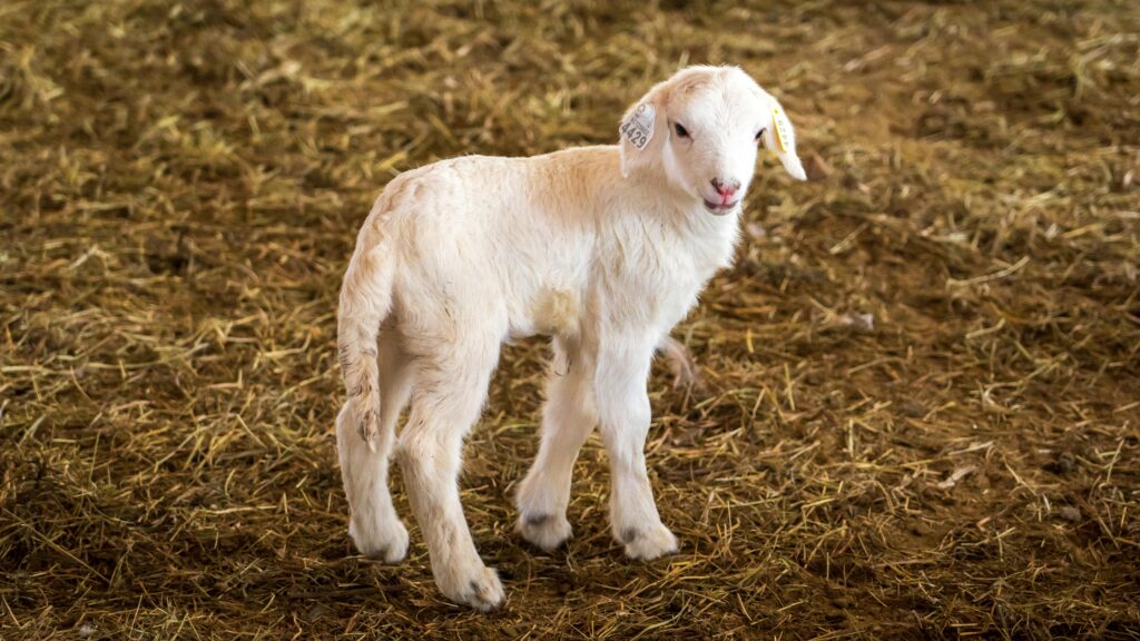 Raising Goats for Beginners