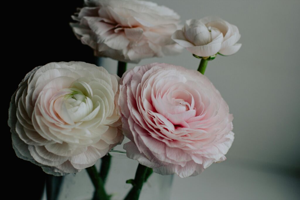 Plant Ranunculus Bulbs