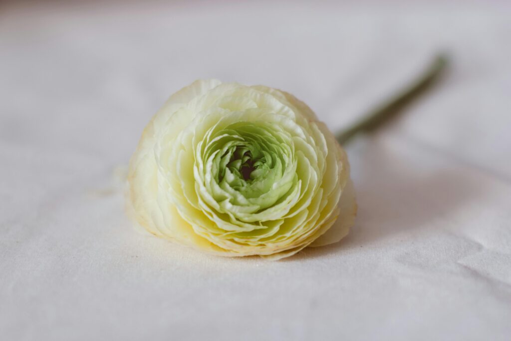 Plant Ranunculus Bulbs