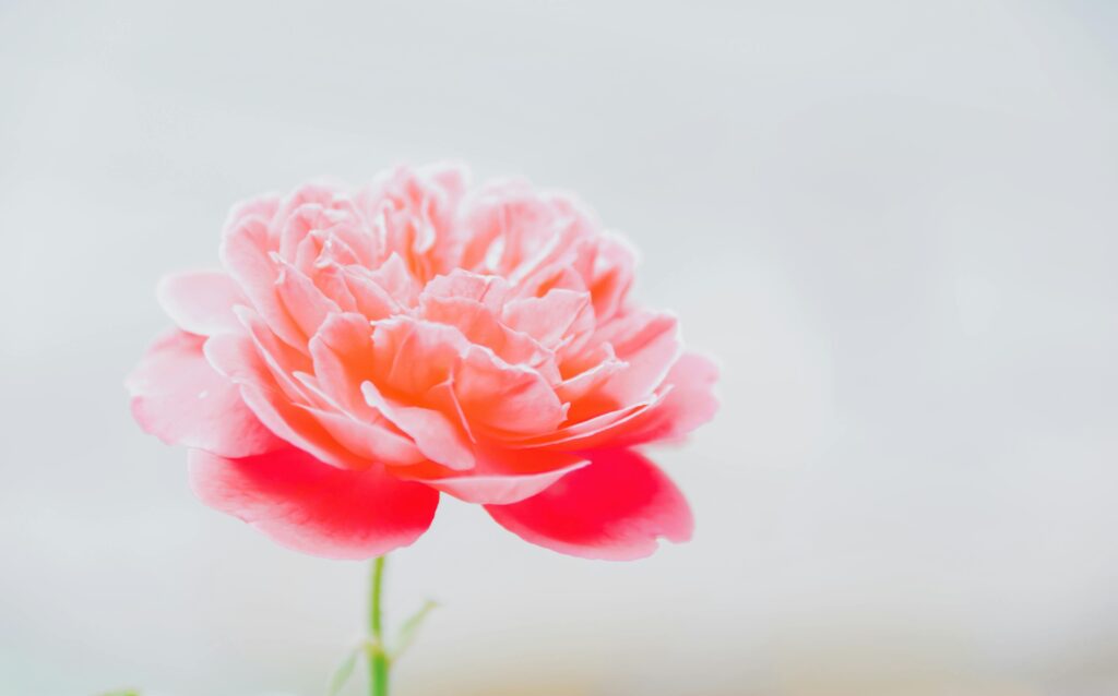 Growing Peonies from Seed