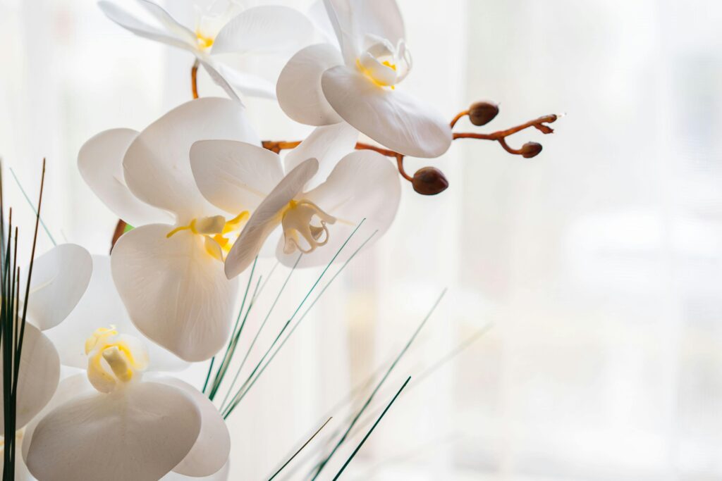 Watering Orchids with Ice Cubes