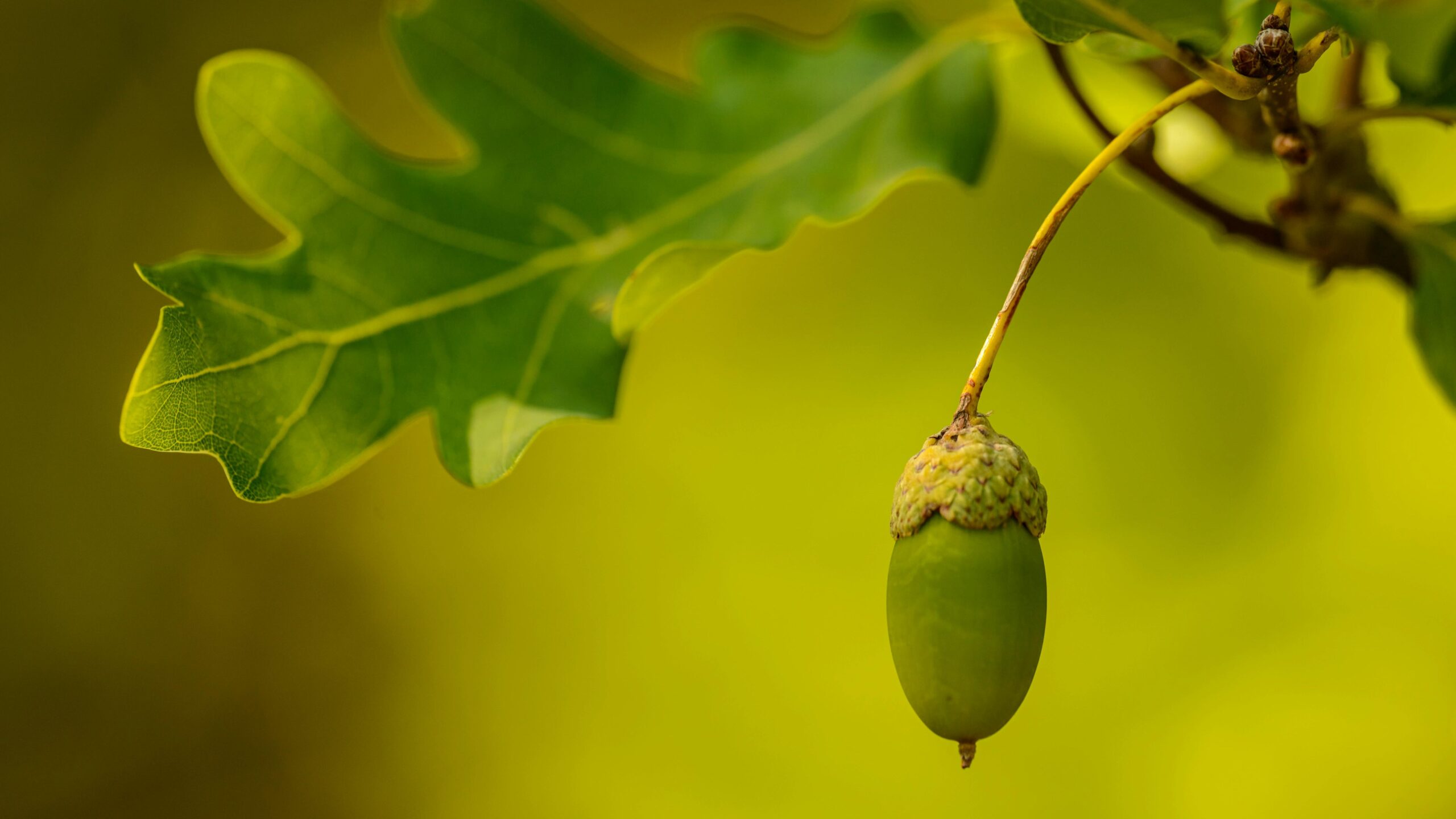 How to Plant an Acorn