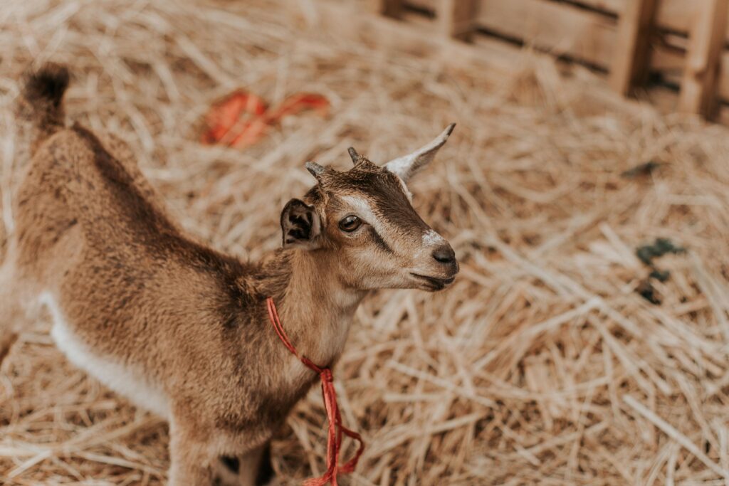 Raising Goats for Beginners