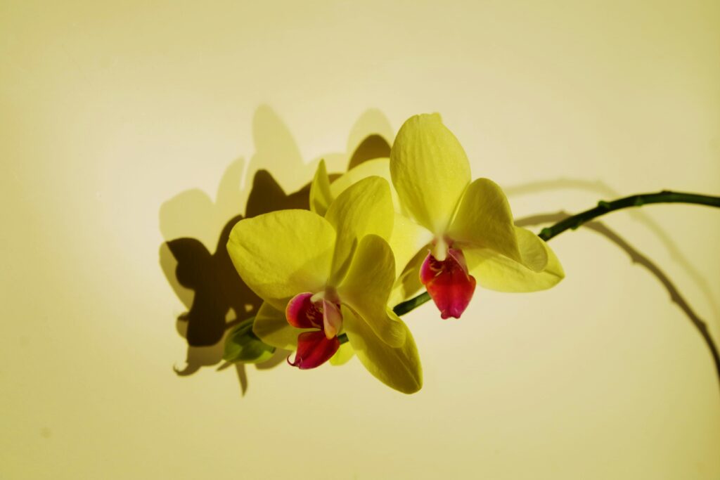 Watering Orchids with Ice Cubes