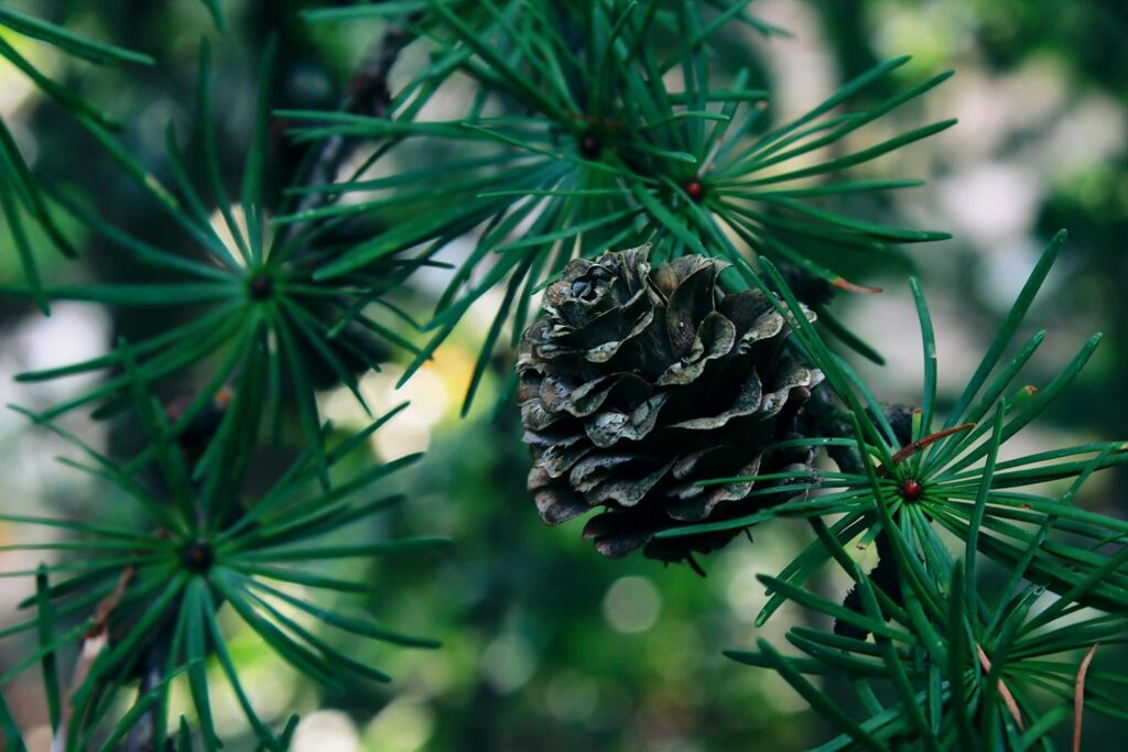 How to Plant an Acorn