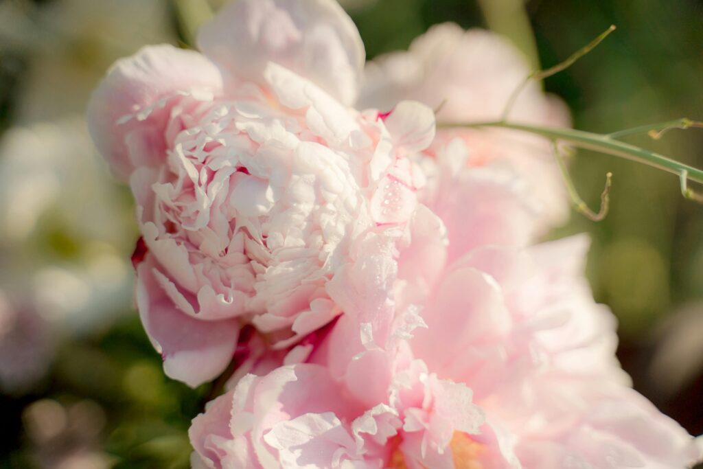 Growing Peonies from Seed