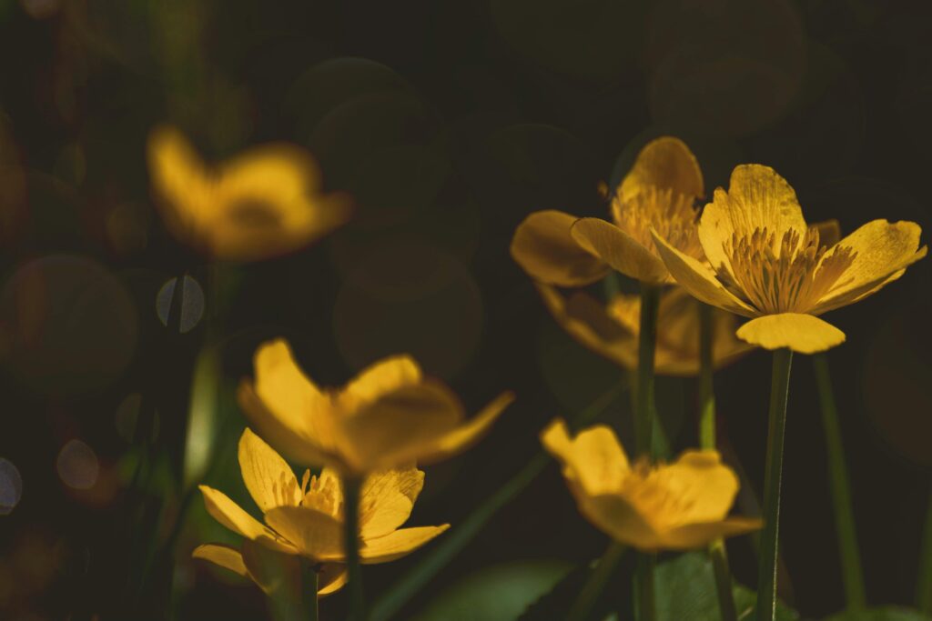 Plant Ranunculus Bulbs