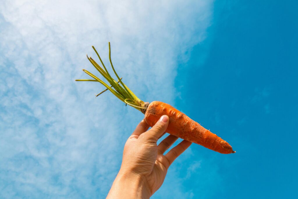 How to Harvest Carrot Seeds