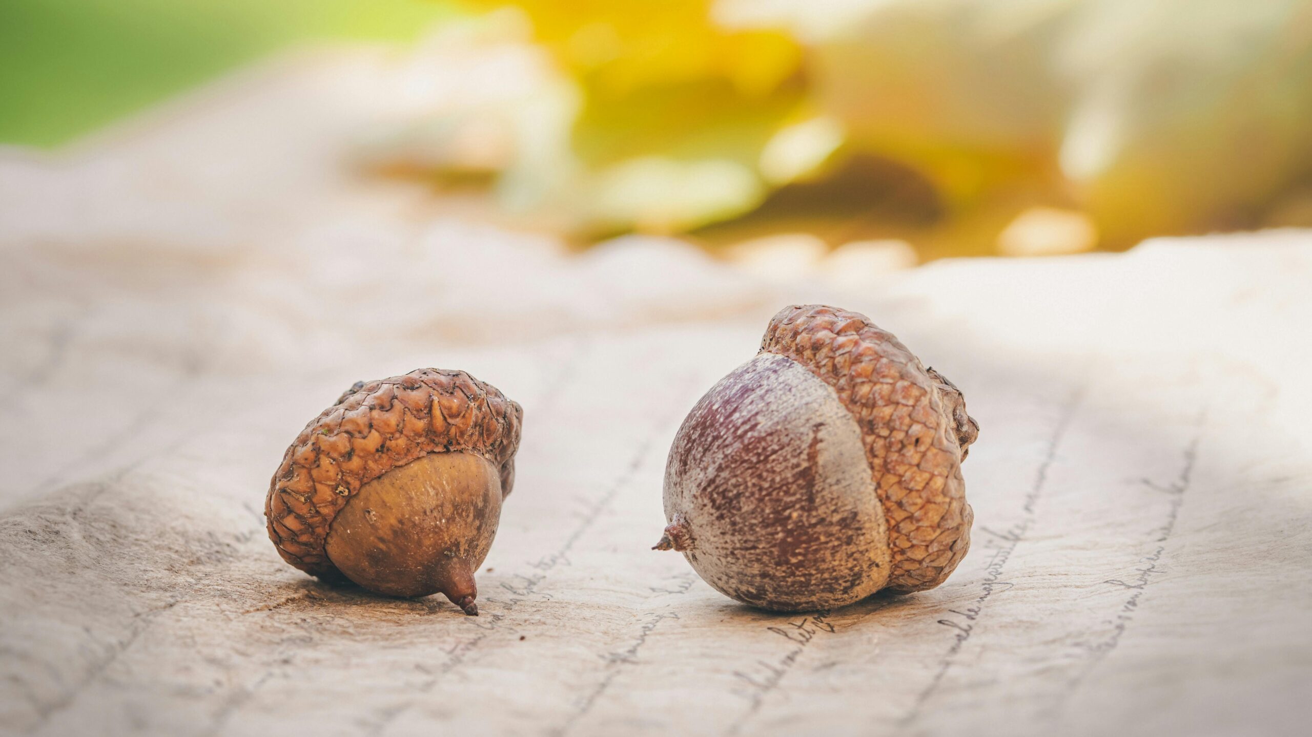 How to Plant an Acorn