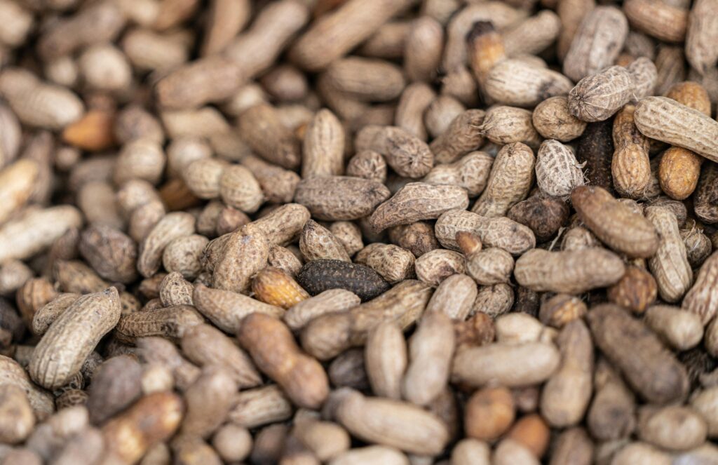 How to Grow Peanuts