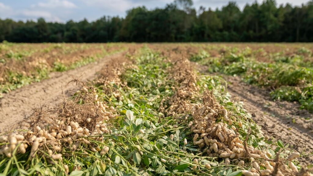 How to Grow Peanuts