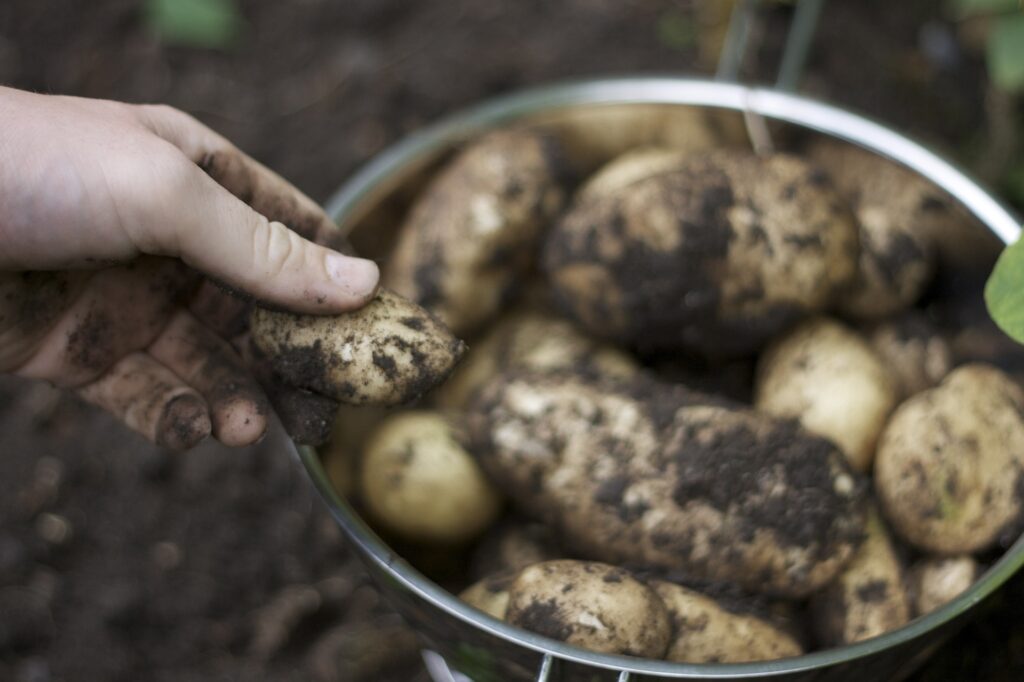 How to Grow Potatoes in a Container