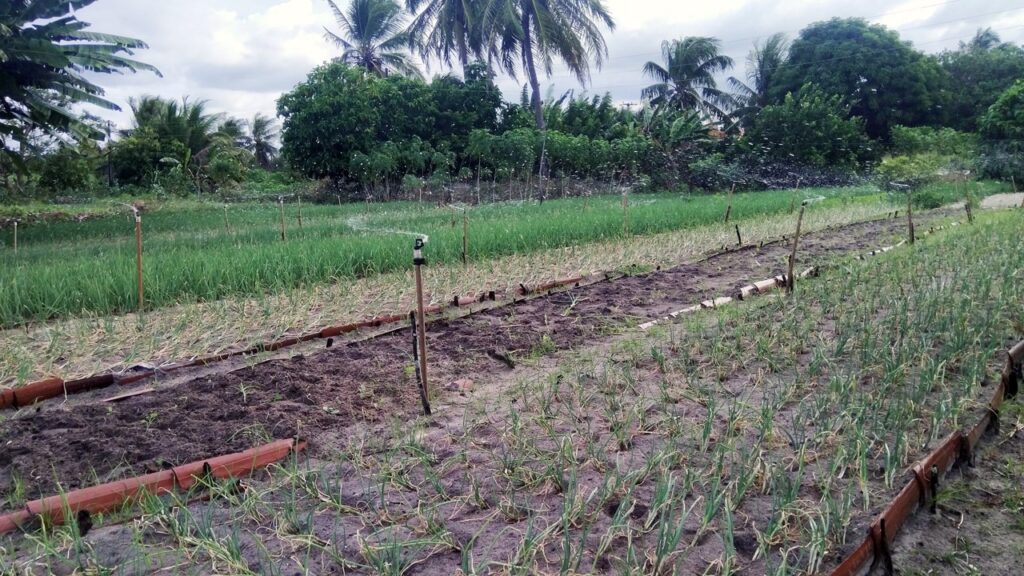 Permaculture Garden