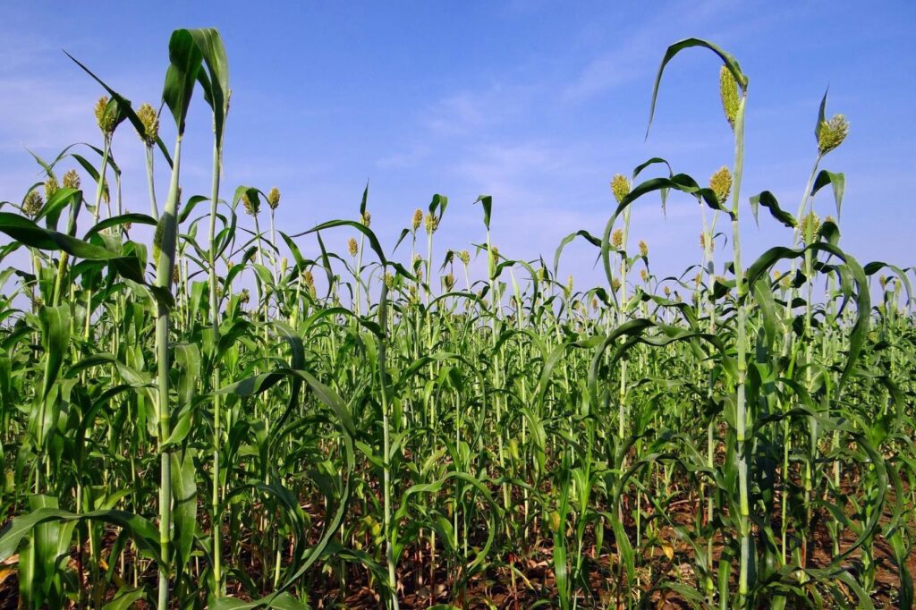 Types of Crops