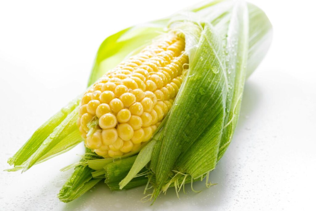 Maize Crop