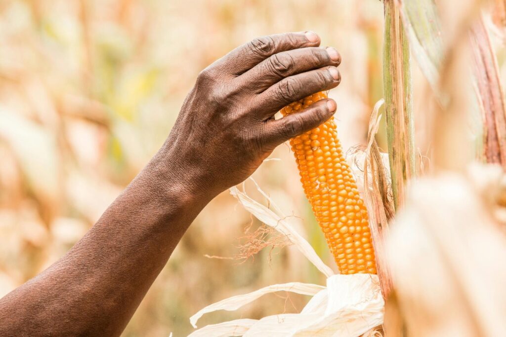 Maize Crop