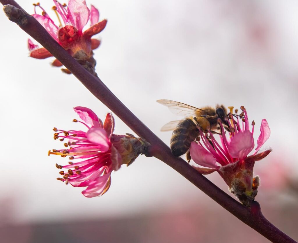 Growing a Peach Tree from Seed