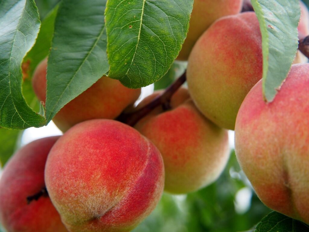 Growing a Peach Tree from Seed