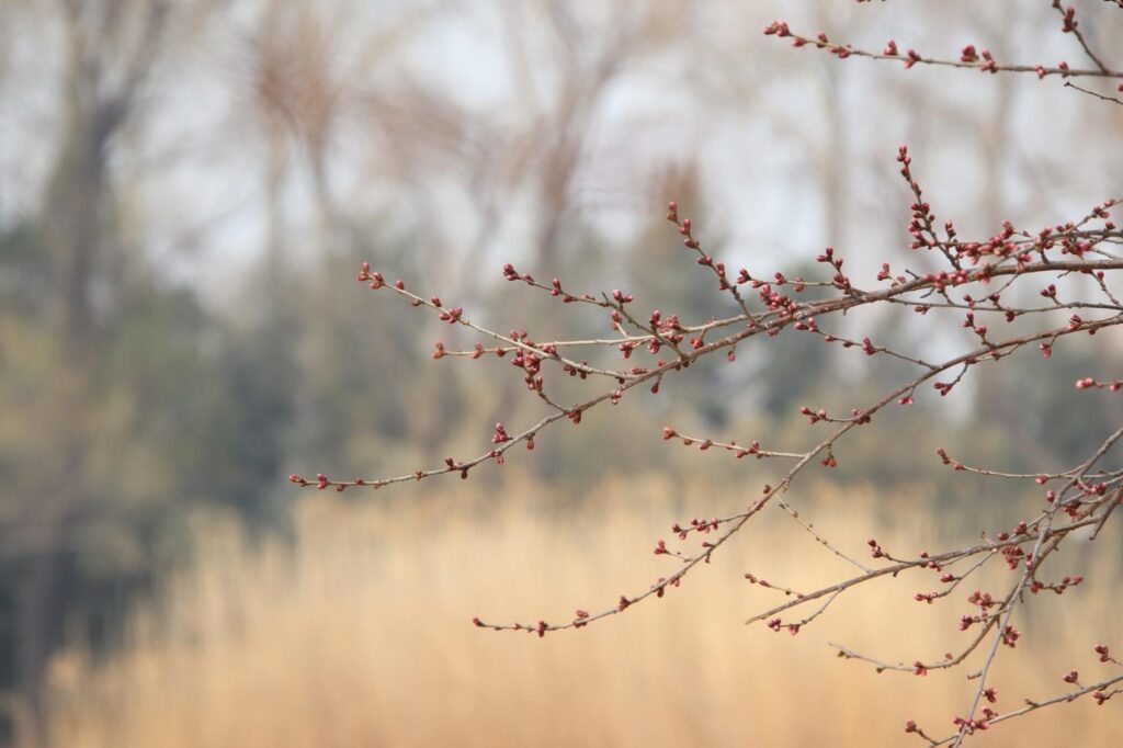 Growing a Peach Tree from Seed