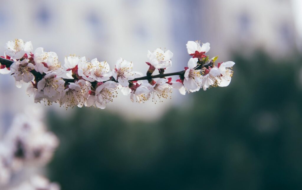 Growing a Peach Tree from Seed