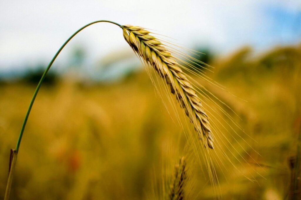 7 Types Of Crops: Miracle Of Nature’s Abundance